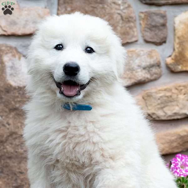 LAKOTA, Maremma Sheepdog Puppy